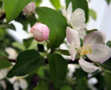 AppleBlossom5
