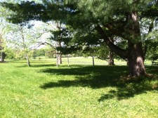 A view of the pasture