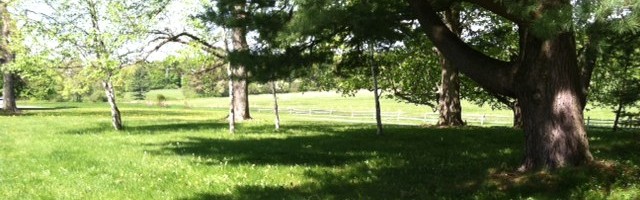 A view of the pasture