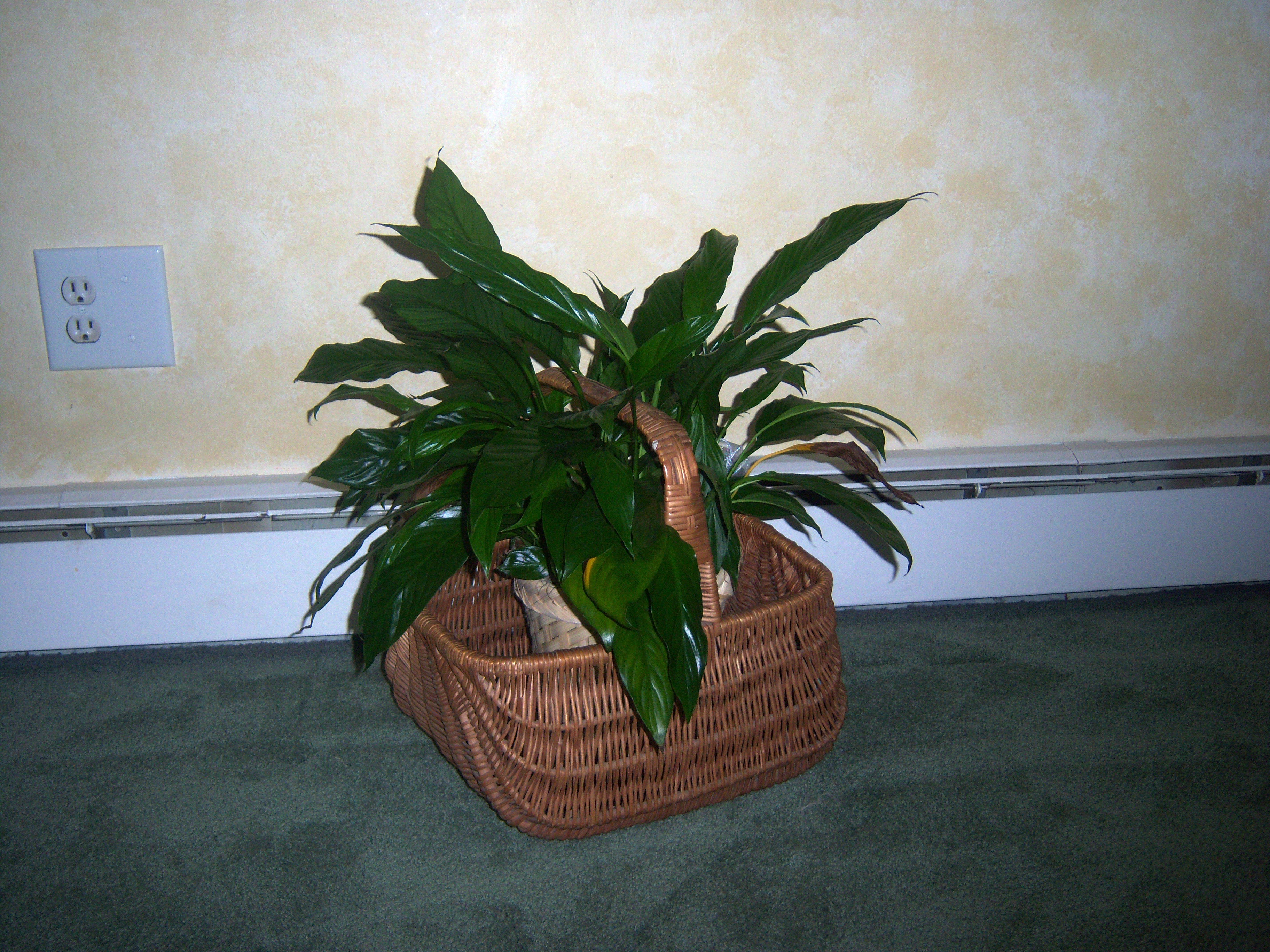 plant basket