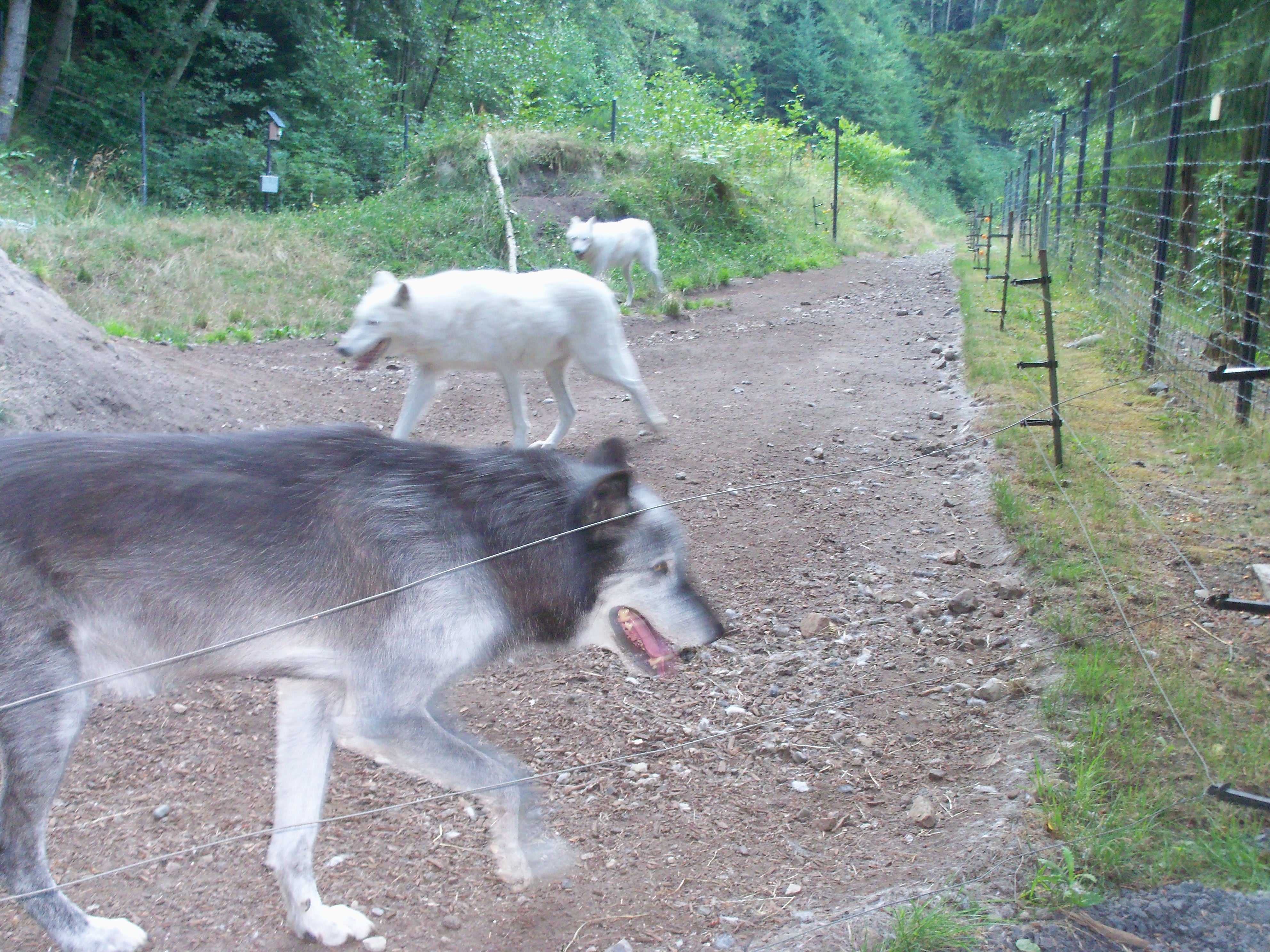 Wolves at Grouse Mountain