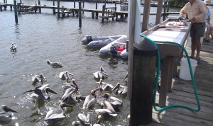 The pelicans shared our bounty