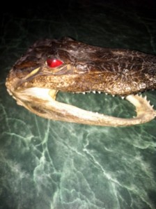 Alligator head from The Ship Store